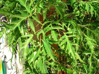 img206_102677_400