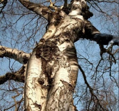 img206_30212411_amazing_tree