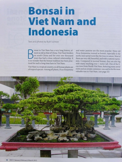 img206_bonsai-1
