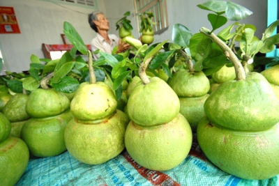 img206_buoi_ho-lo