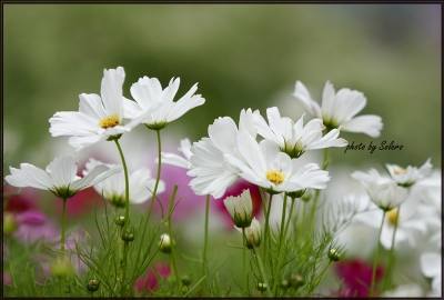img206_cuctrang