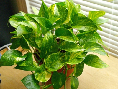 img206_golden-pothos
