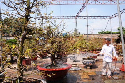 img206_hoa_mai_04