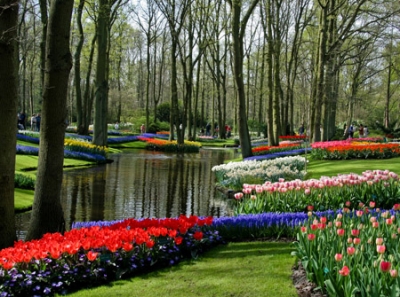 img206_hoa_tulip