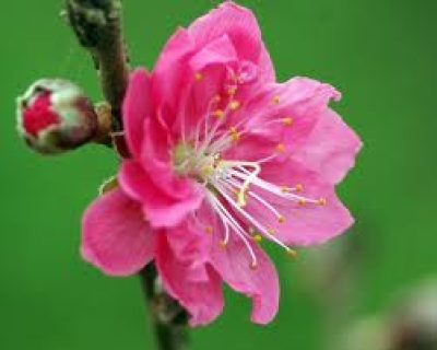img206_imagesdao