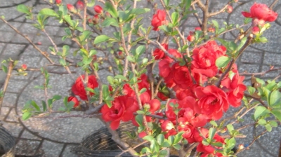 img206_imageviewdao