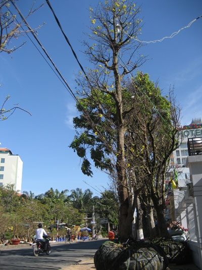 img206_mai-co-thu-1