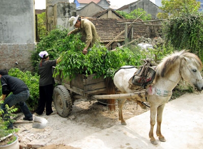 img206_phungcong