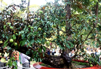 img206_sua11111