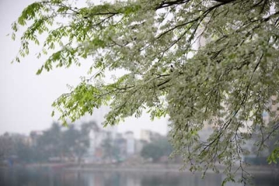 img206_sua