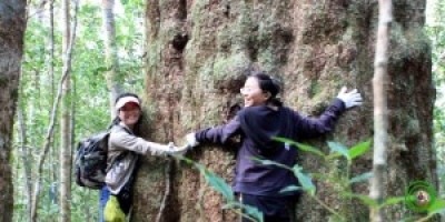 img206_thong_hai_la